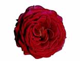 Red Rose digital art