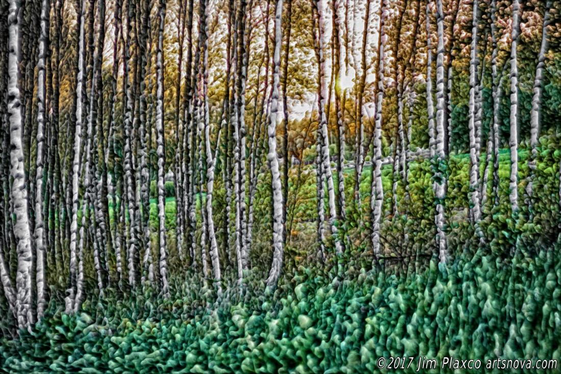 Birch Forest Summer Sunset