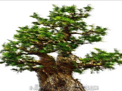Windswept Bonsai