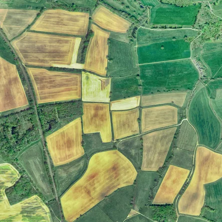 Abstract Horse Farmland Field Pattern