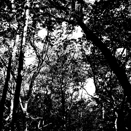 Fall in Black and White Landscape Photograph