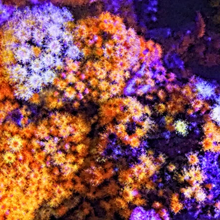 Ocean Coral Reef Fireworks Generative Art Painting