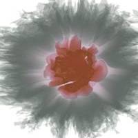 Artificial Genome Flower Alpha