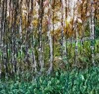 Birch Forest Refracted