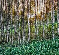 Birch Forest Summer Sunset