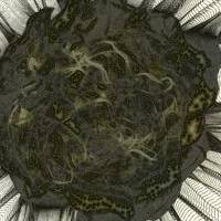 Entanglement