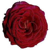Red Rose