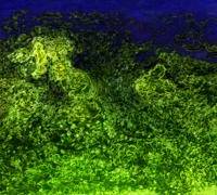 Sea Life Fantasy