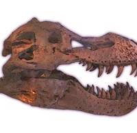 TRex-II