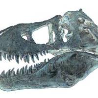 Tyrannosaurus Rex