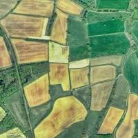Abstract Horse Farmland Field Pattern