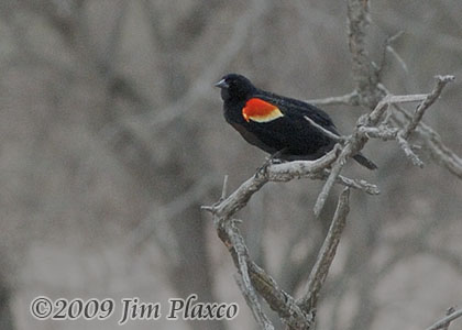 Red-winged Blackbird